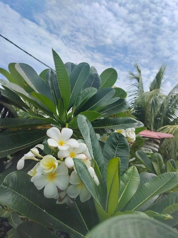 Langkawi Homestay Bunga Padi Kuah Εξωτερικό φωτογραφία